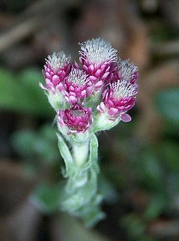 Котячі лапки дводомні (білий цмин) — Antennaria dioica (L.) Gaertn.
