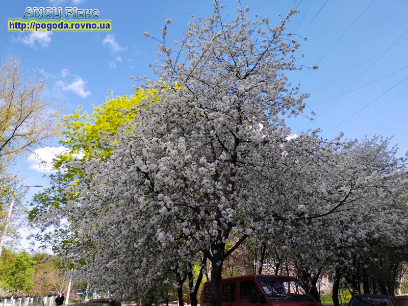 Весна у Рівному