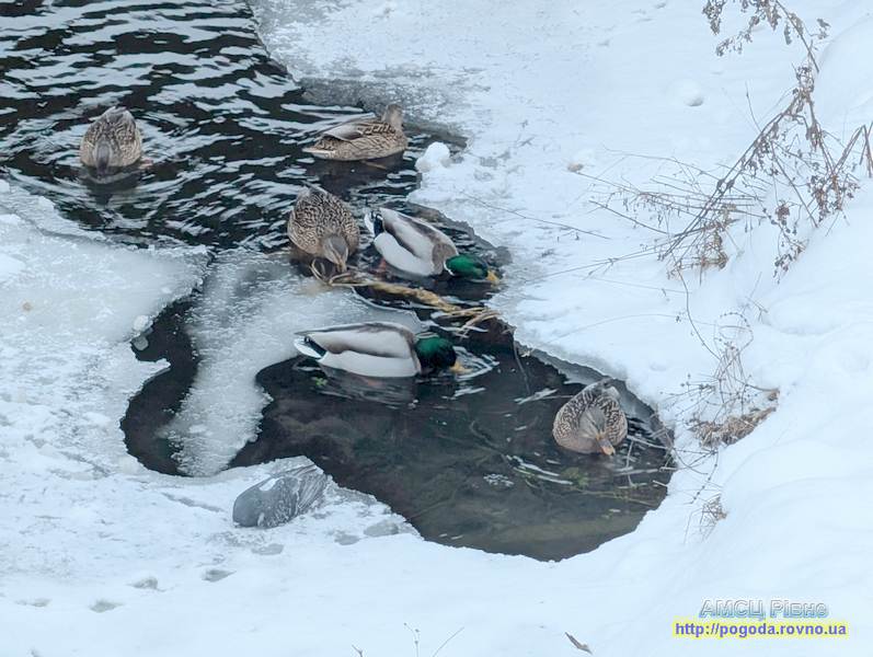 погода Рівне погода Рівне