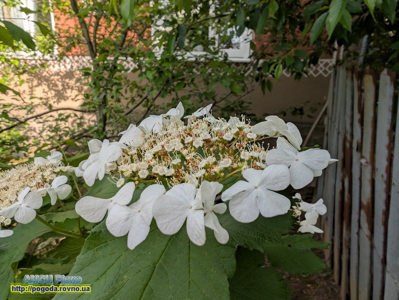 https://pogoda.rovno.ua/sites/default/files/images/PXL_20260530_160335300.jpg літо, червень, квітка
