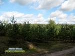 Українське полісся