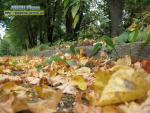 золота осінь погода рівне