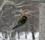 погода рівне