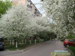 весна у рівному