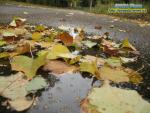 осінь Рівне