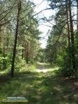 Абетка безпеки у лісі